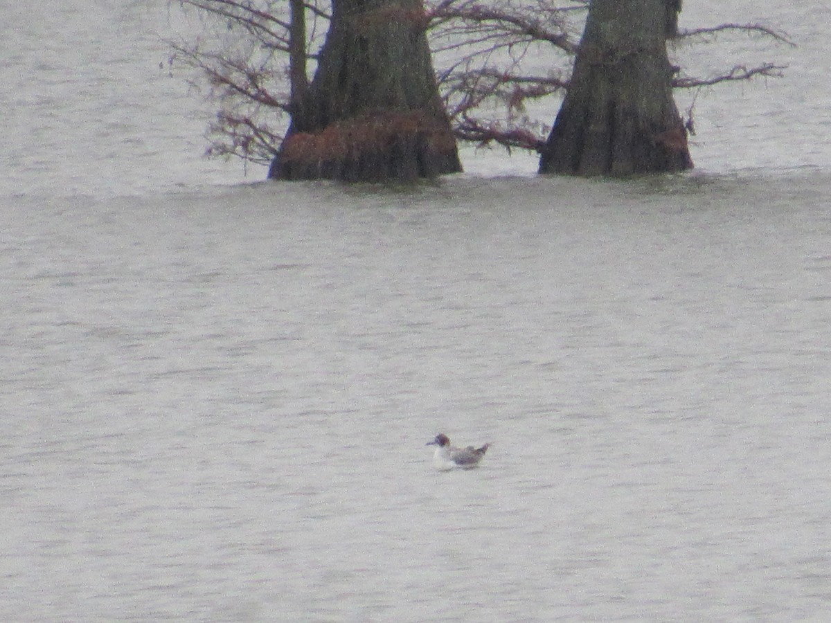 Franklin's Gull - Kent S. Freeman