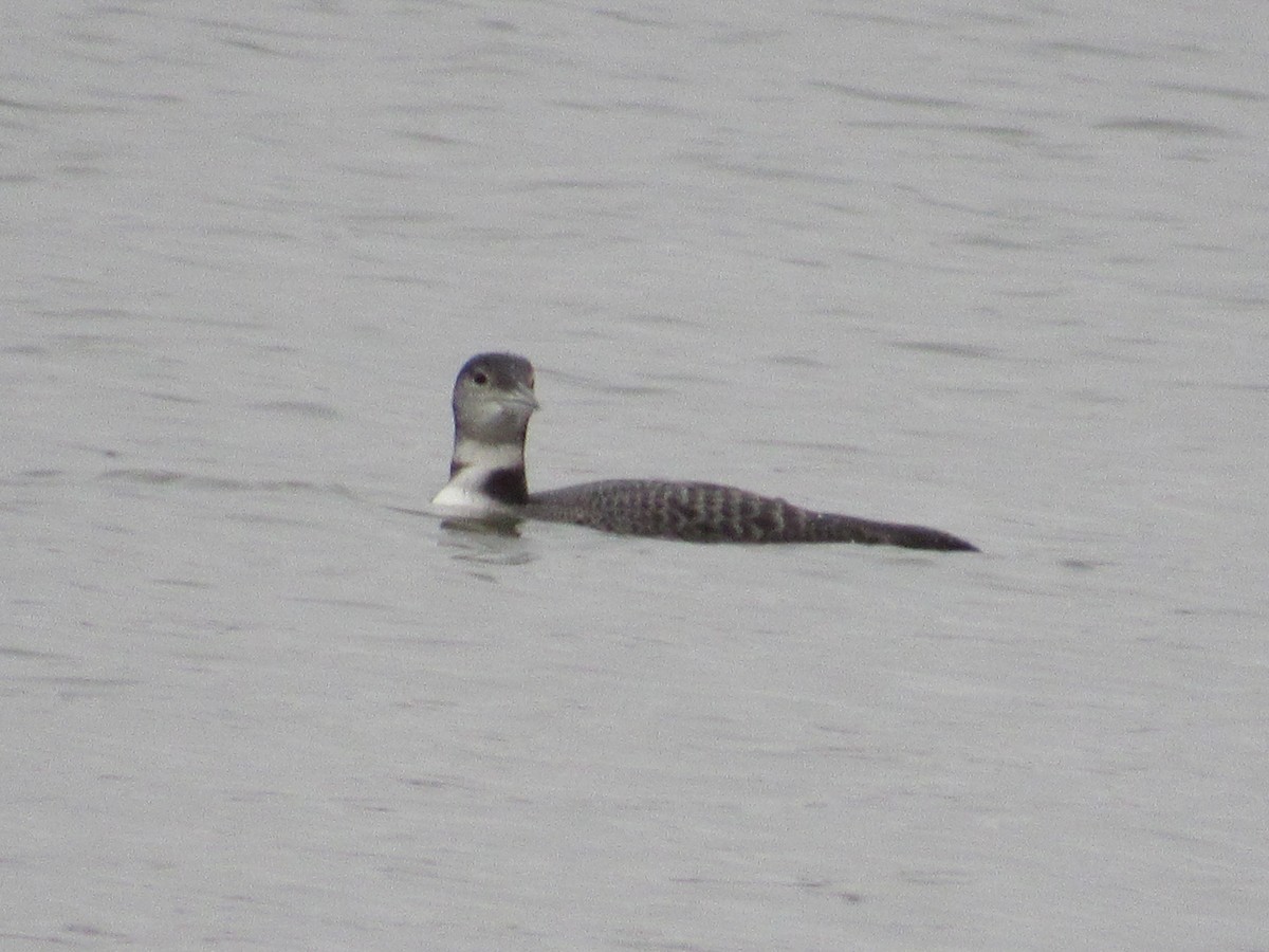 Common Loon - ML190030731