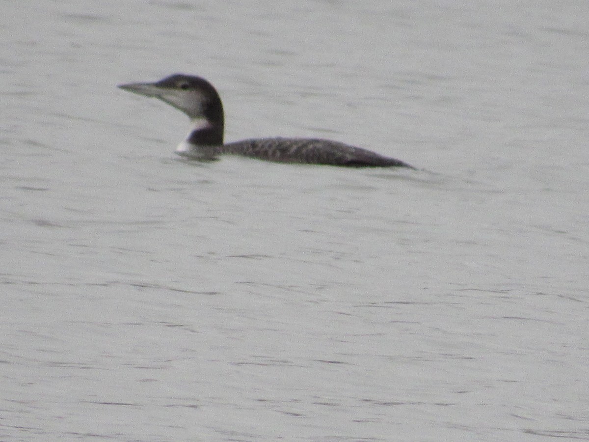 Common Loon - ML190030741