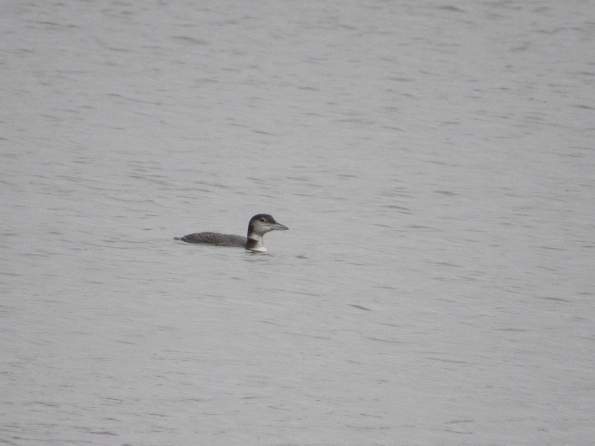 Common Loon - ML190030821