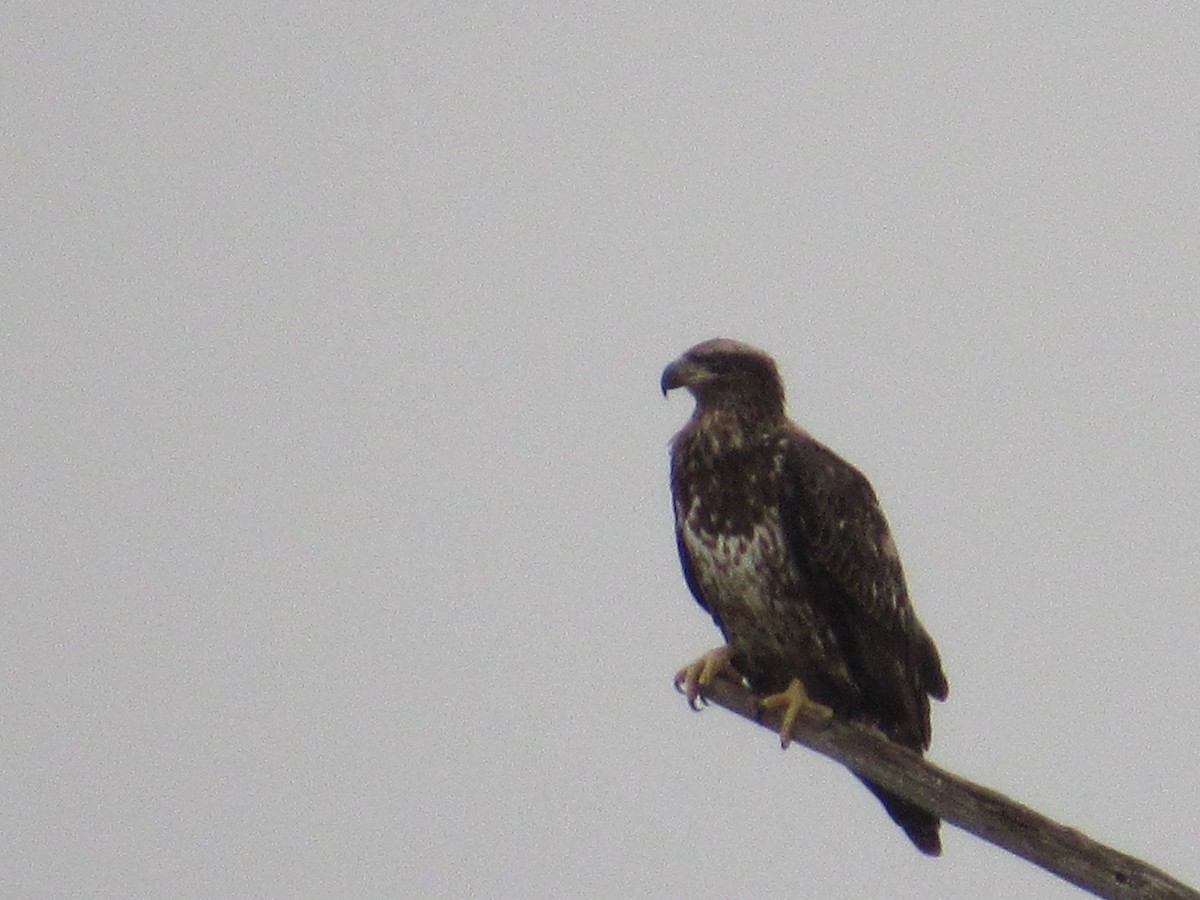 Weißkopf-Seeadler - ML190030841