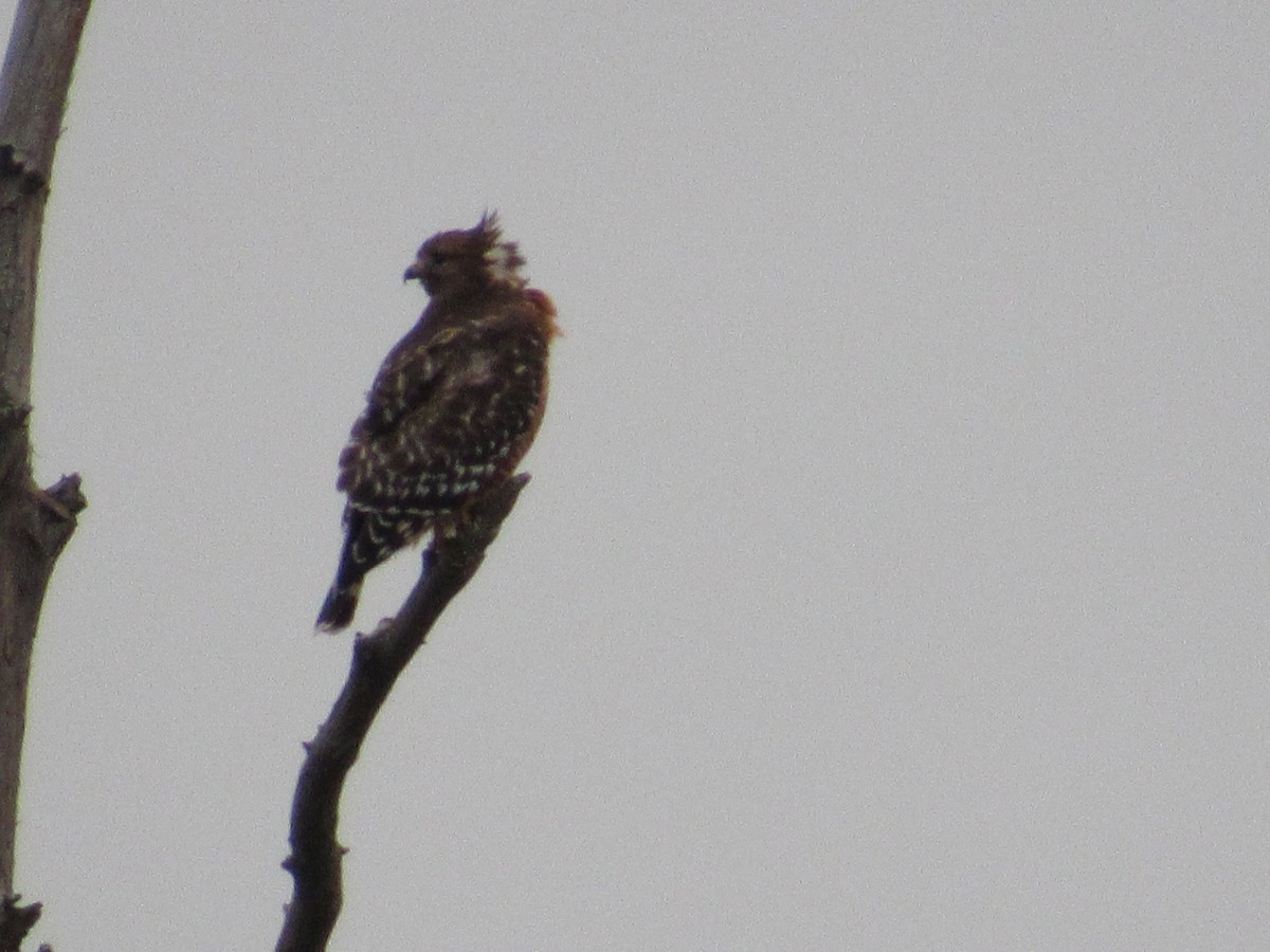 Red-shouldered Hawk - ML190030981