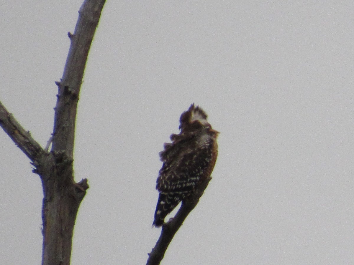 Red-shouldered Hawk - ML190031001