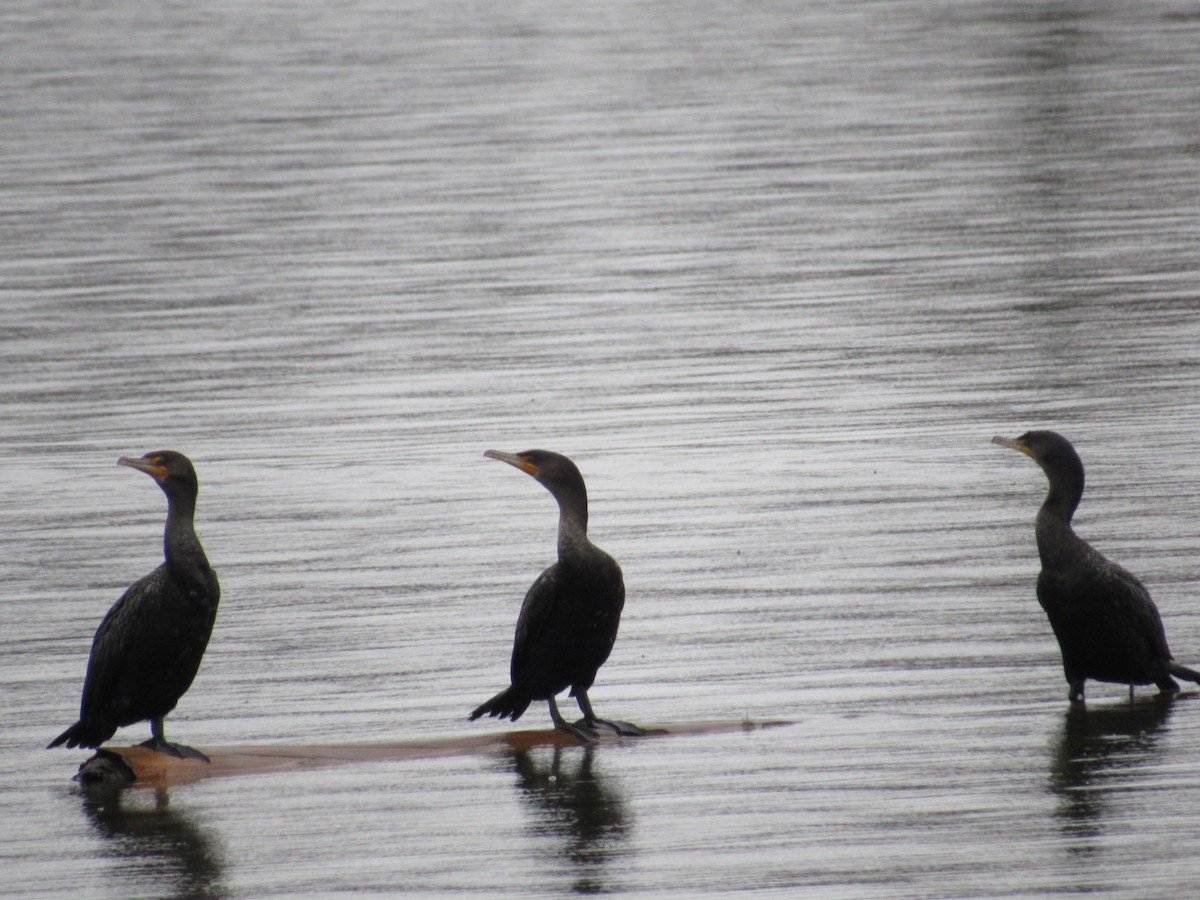 Double-crested Cormorant - ML190031011