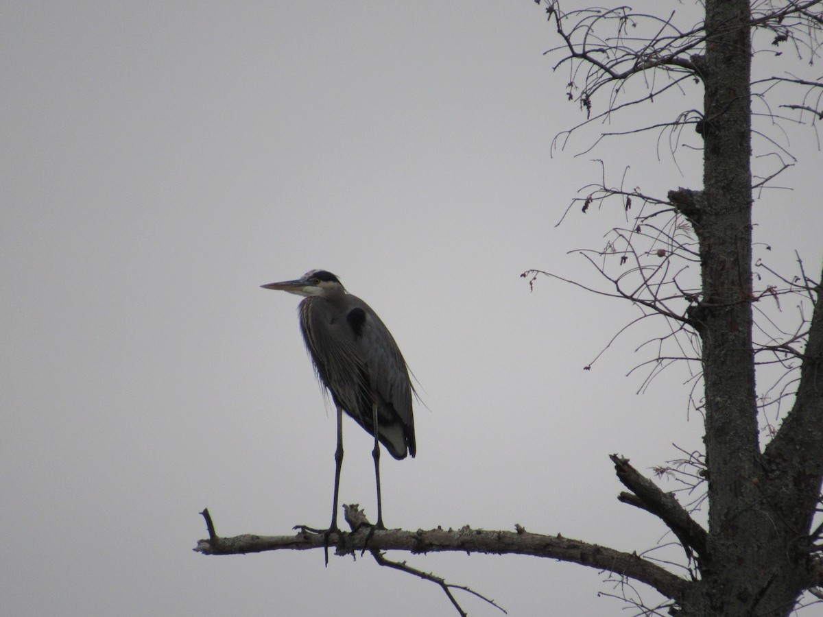 Great Blue Heron - ML190031061