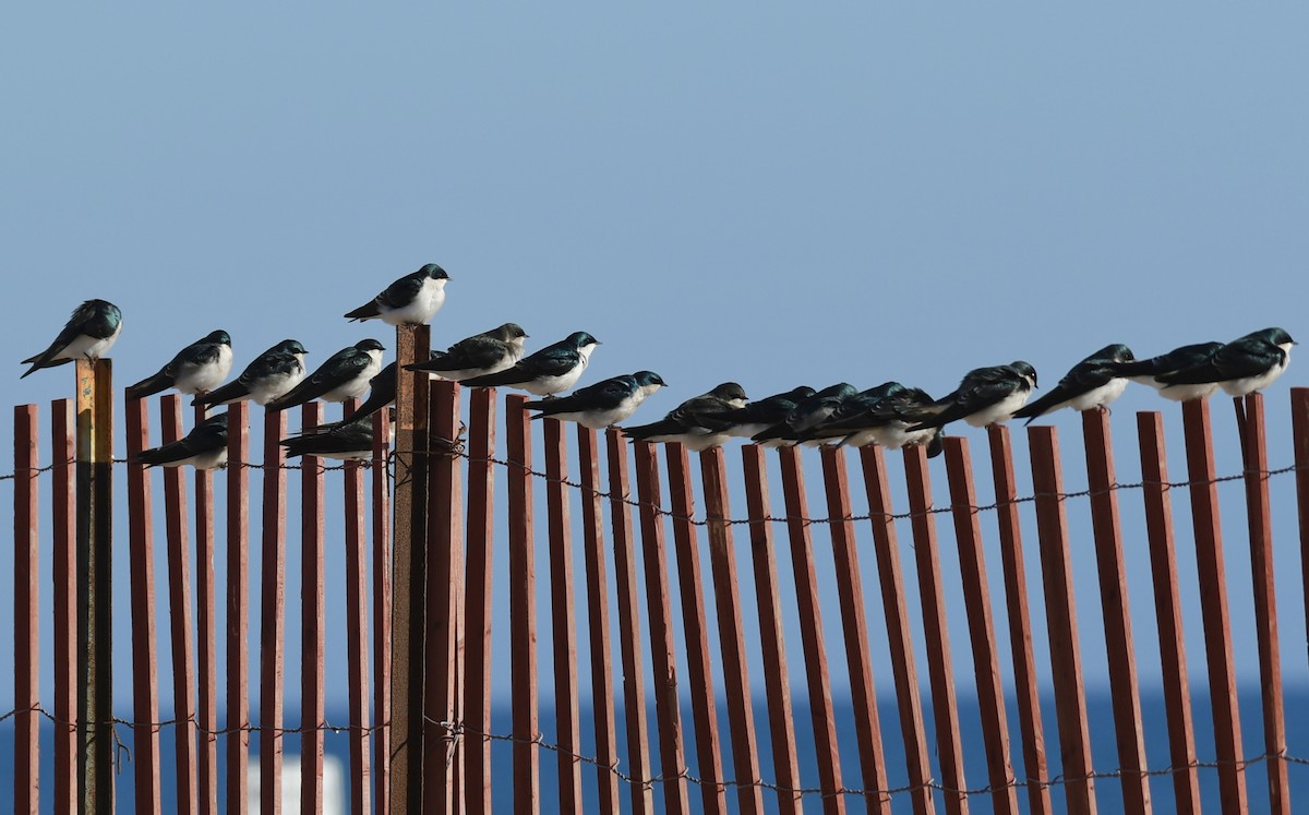 Golondrina Bicolor - ML190032931