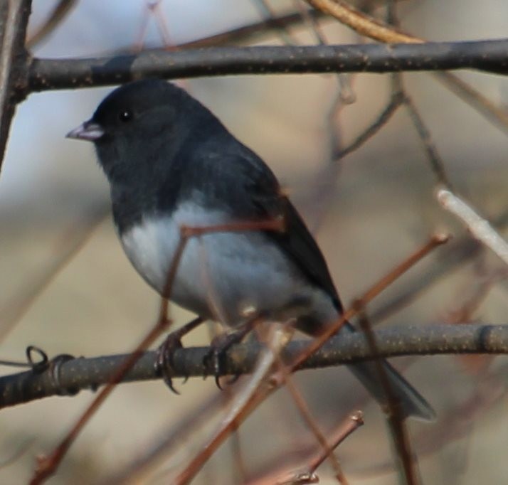 vinterjunko (hyemalis/carolinensis) - ML190032941