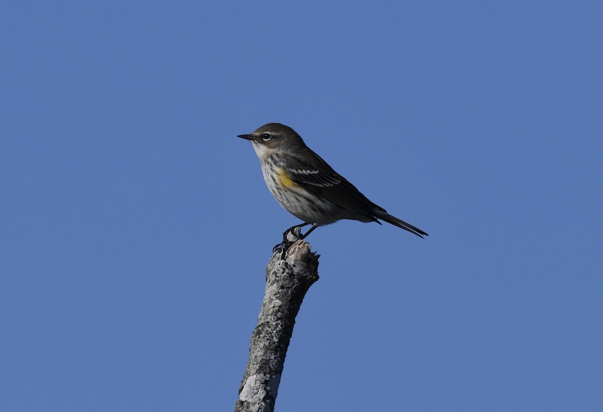 Yellow-rumped Warbler - Sue Palmer