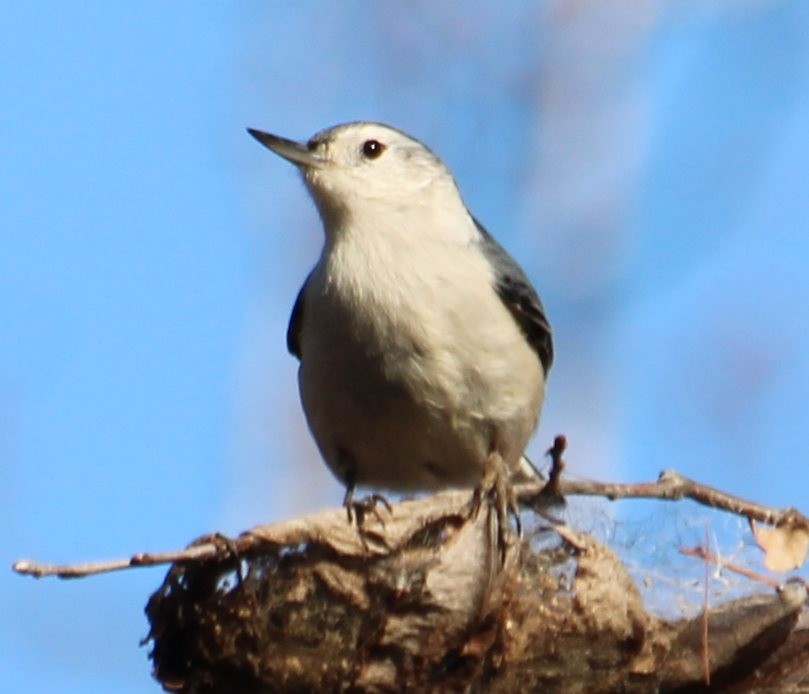 hvitbrystspettmeis - ML190032991