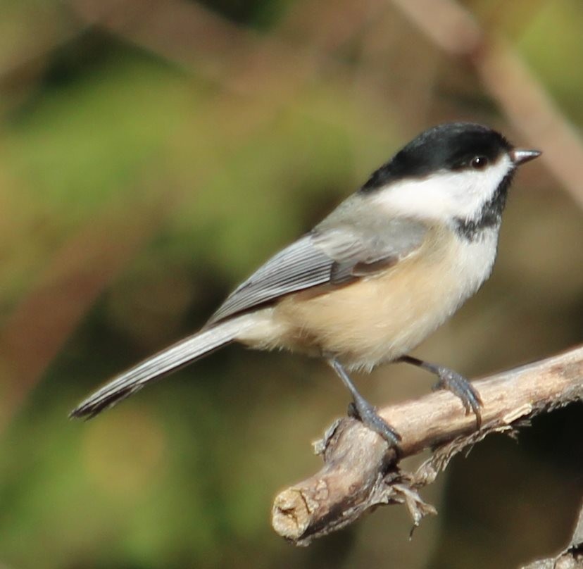 amerikameis - ML190033101