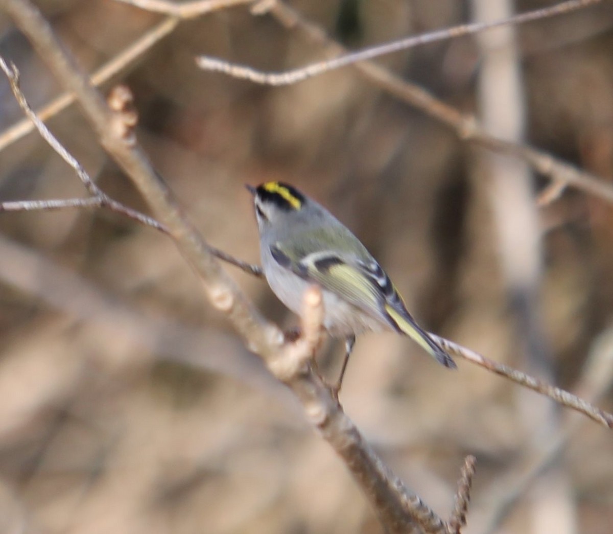 ildkronefuglekonge - ML190033321