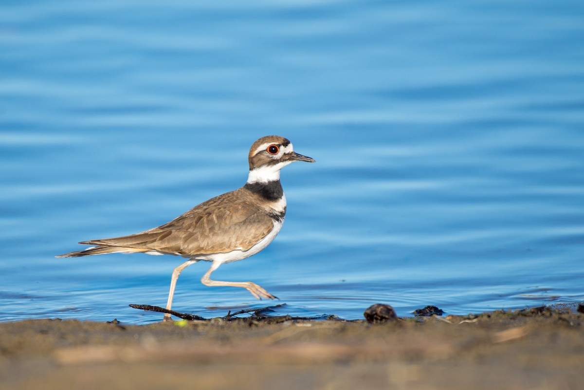 Killdeer - ML190035121