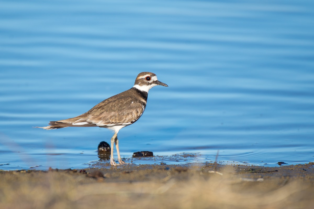 Killdeer - ML190035131