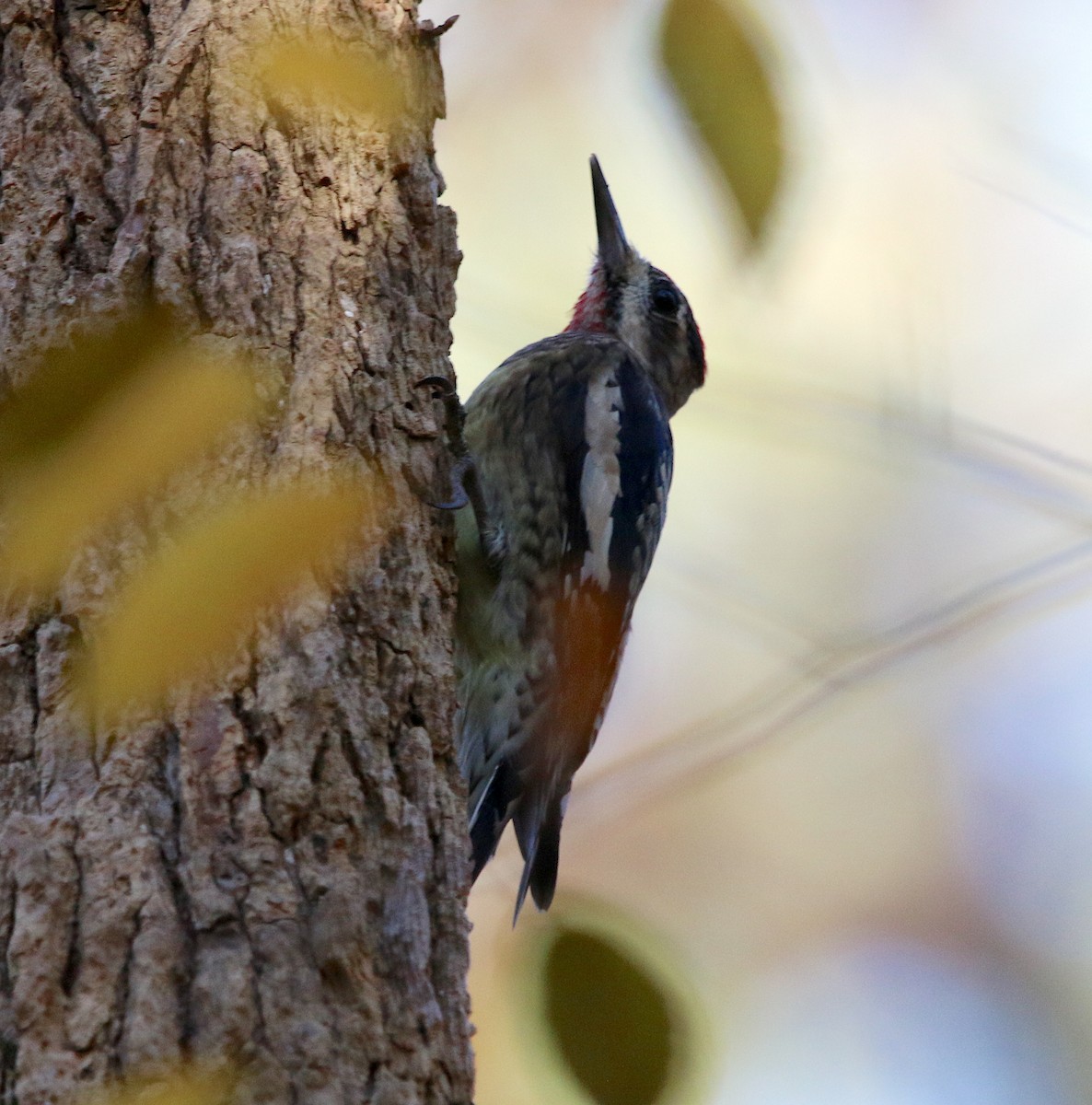 Yellow-bellied Sapsucker - ML190035691