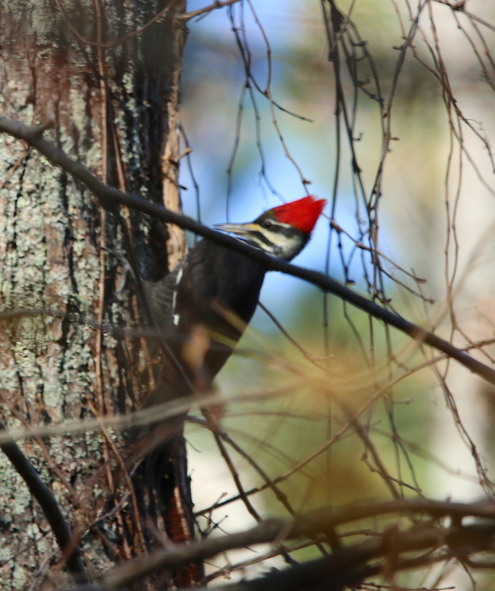 Pileated Woodpecker - ML190035791