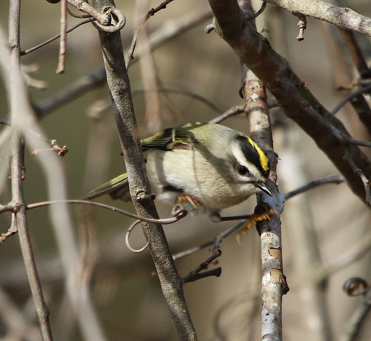 Golden-crowned Kinglet - ML190036071