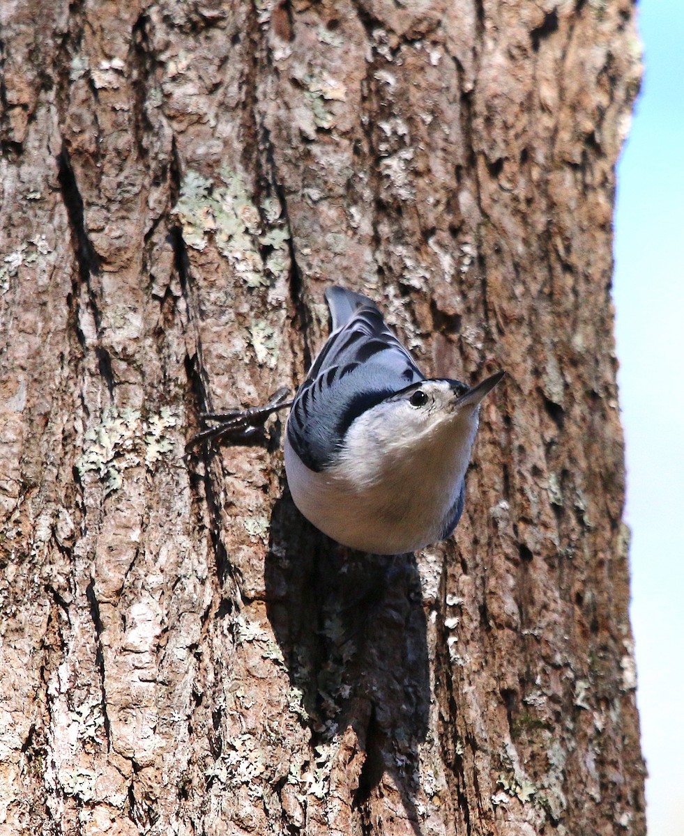 White-breasted Nuthatch - ML190036161