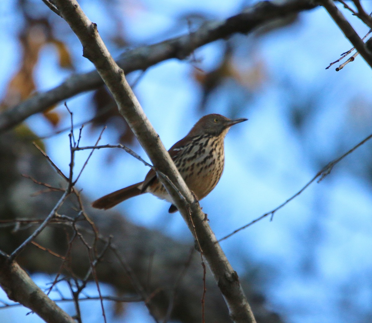 Brown Thrasher - ML190036261