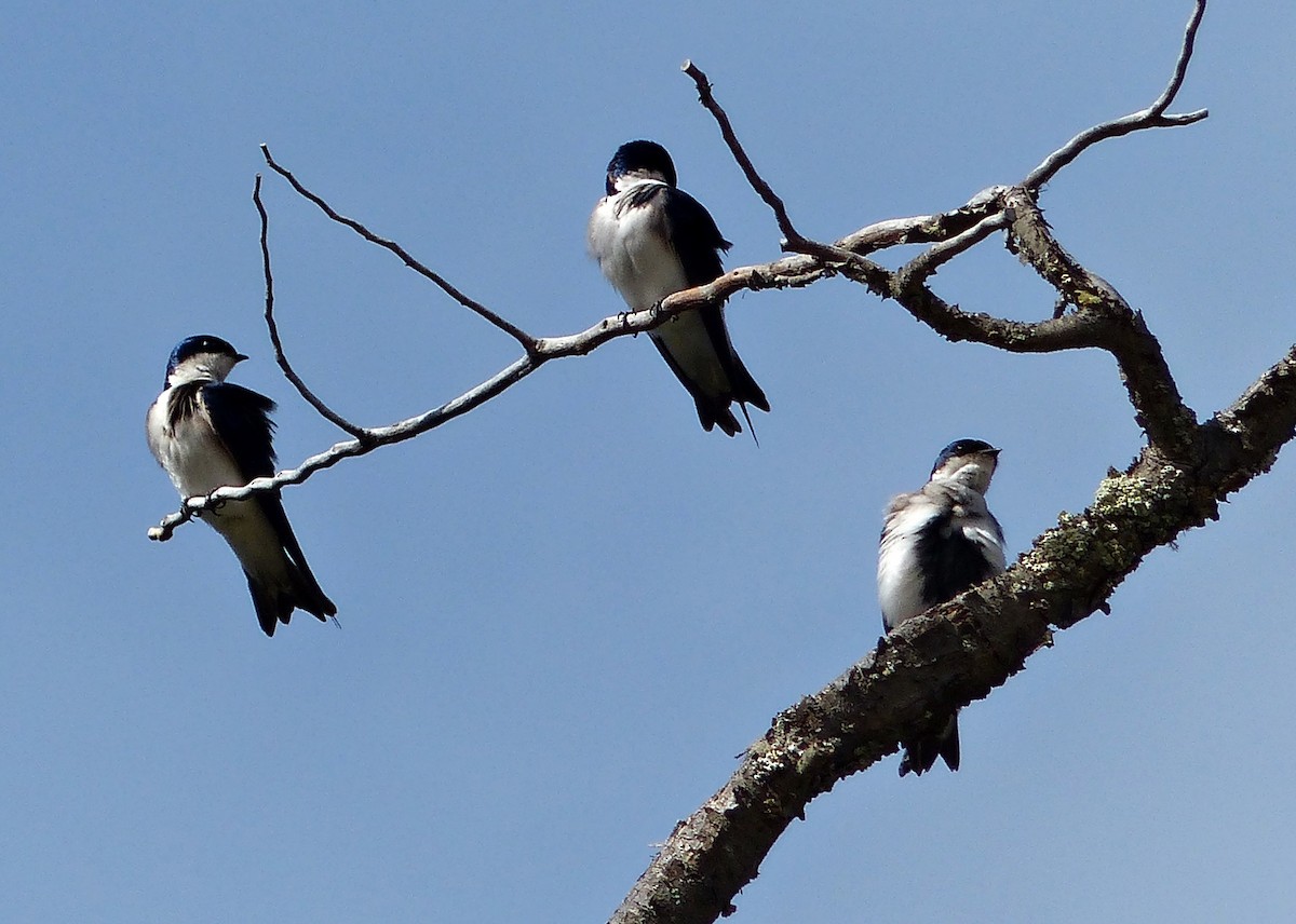 Chilean Swallow - Carlos Schmidtutz