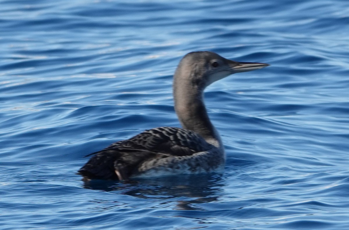 Common Loon - Chuck Hignite