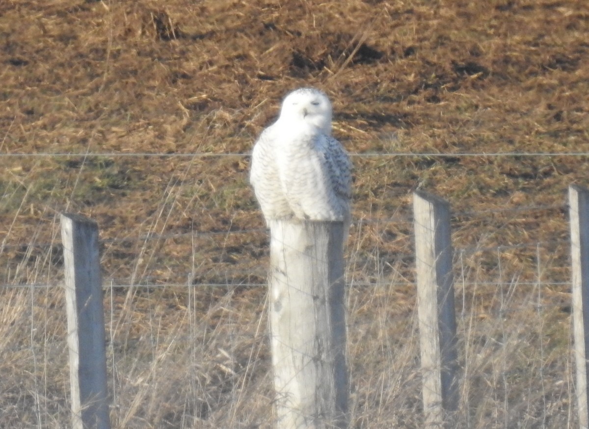 Snowy Owl - ML190037551