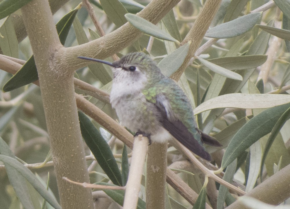 Costa's Hummingbird - ML190038161