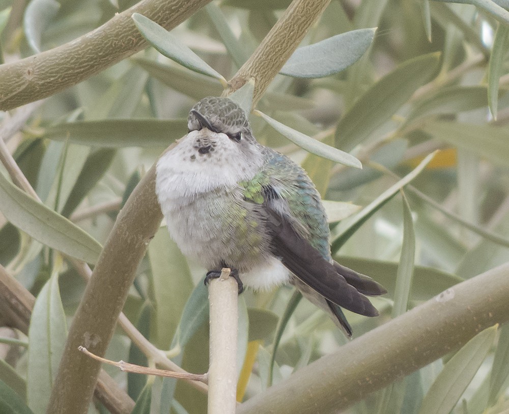 Costa's Hummingbird - ML190038171