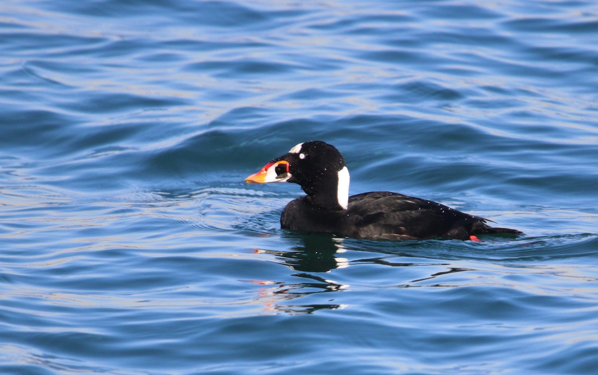 Surf Scoter - Manuel Duran