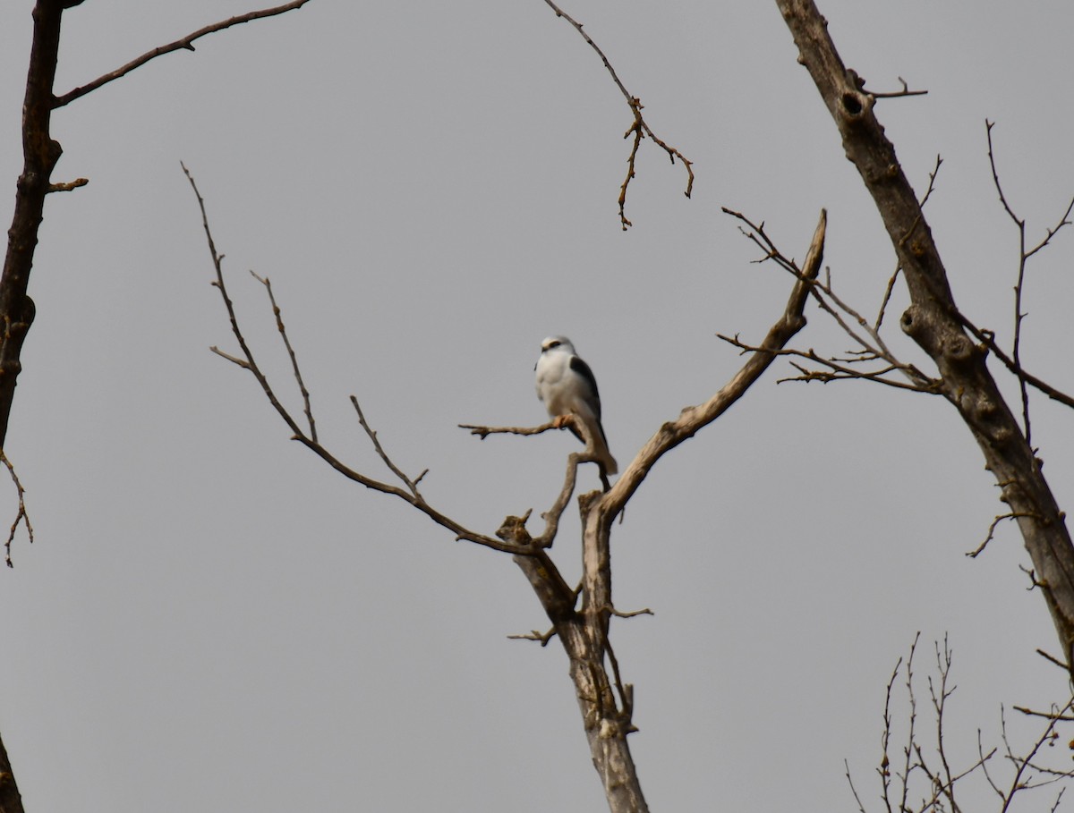 White-tailed Kite - ML190039221
