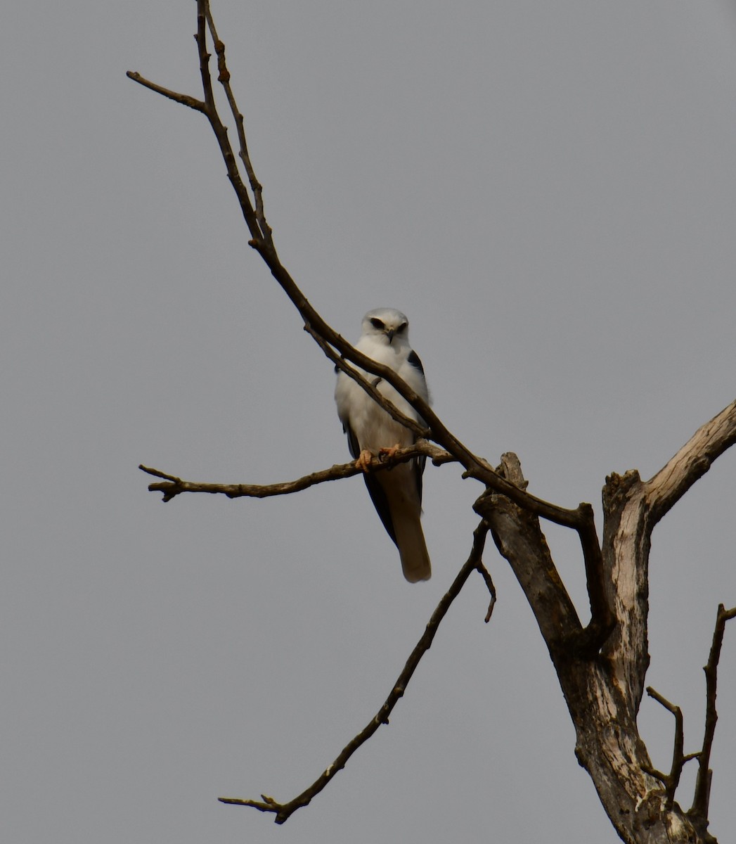 White-tailed Kite - ML190039231