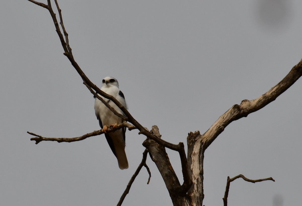 White-tailed Kite - ML190039241