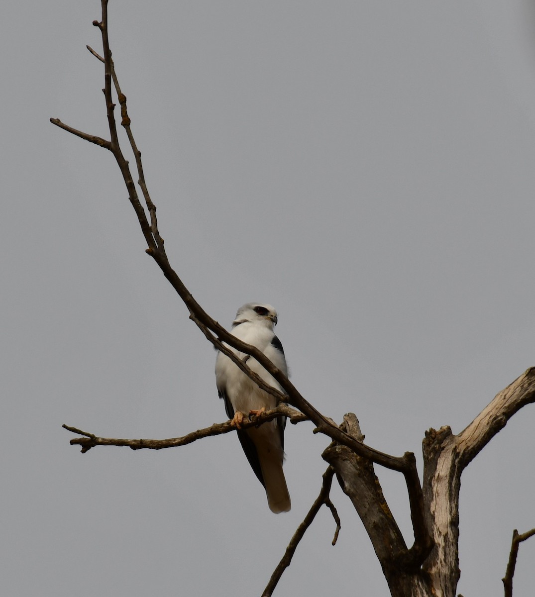 White-tailed Kite - ML190039261
