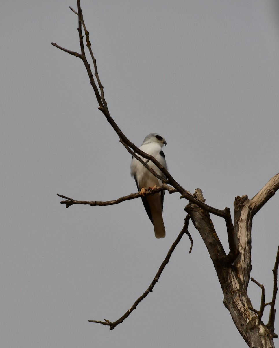 White-tailed Kite - ML190039271