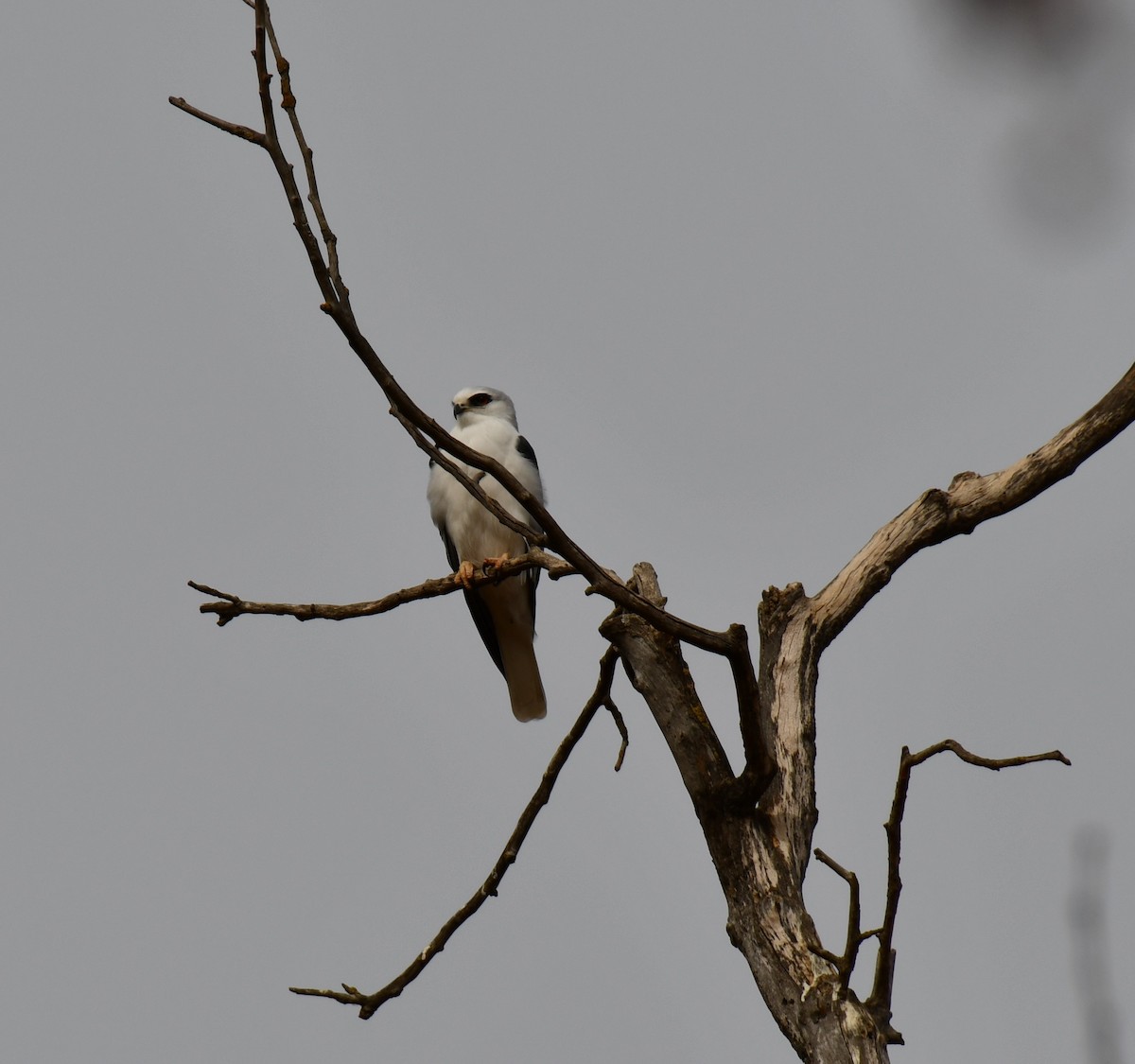 White-tailed Kite - ML190039281