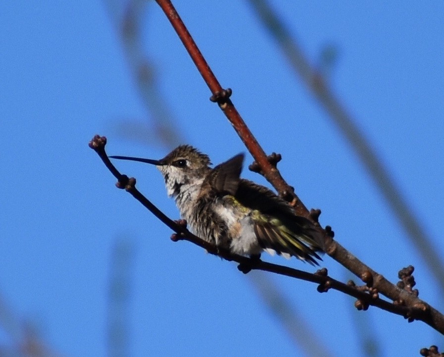 Black-chinned Hummingbird - ML190042871