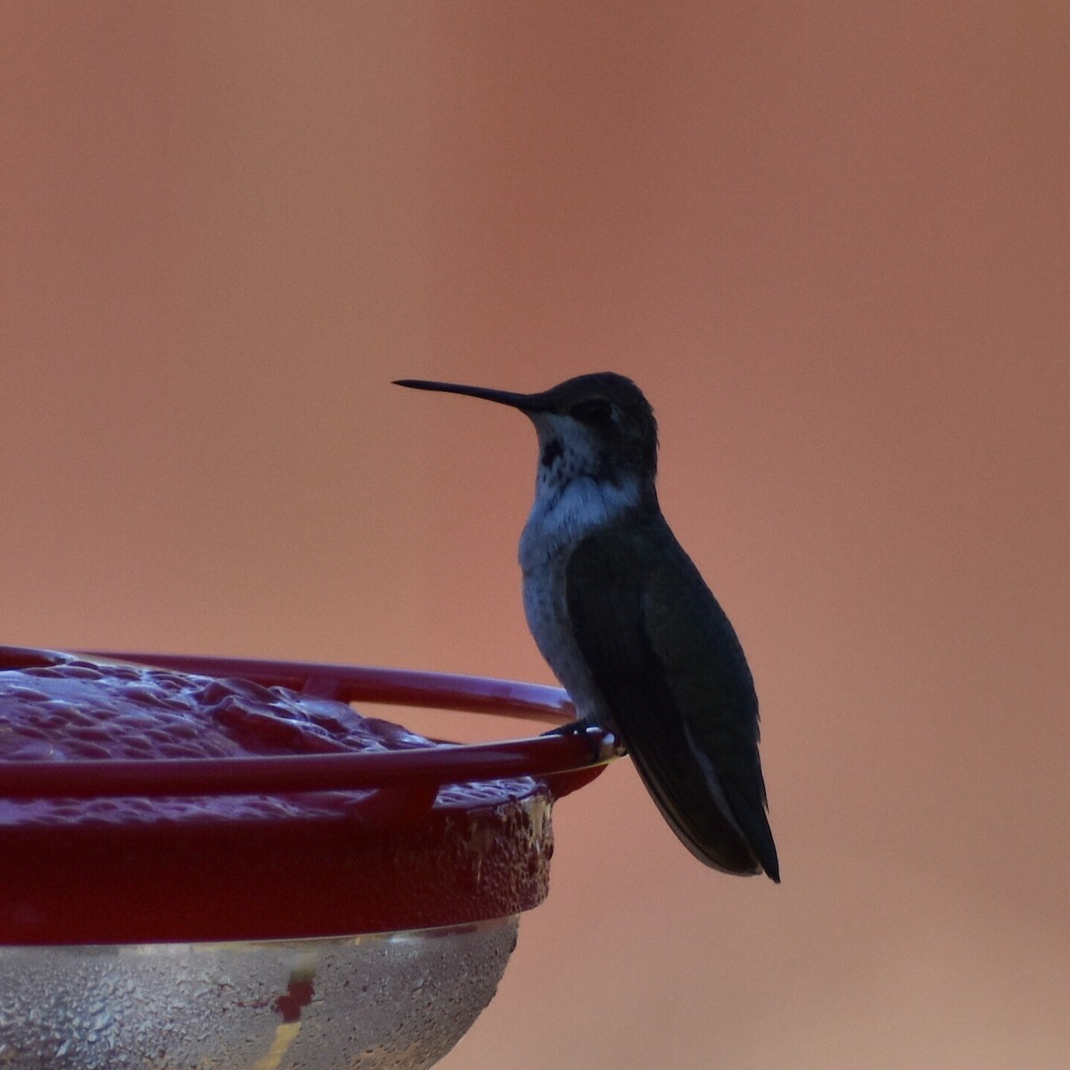 Black-chinned Hummingbird - ML190042941