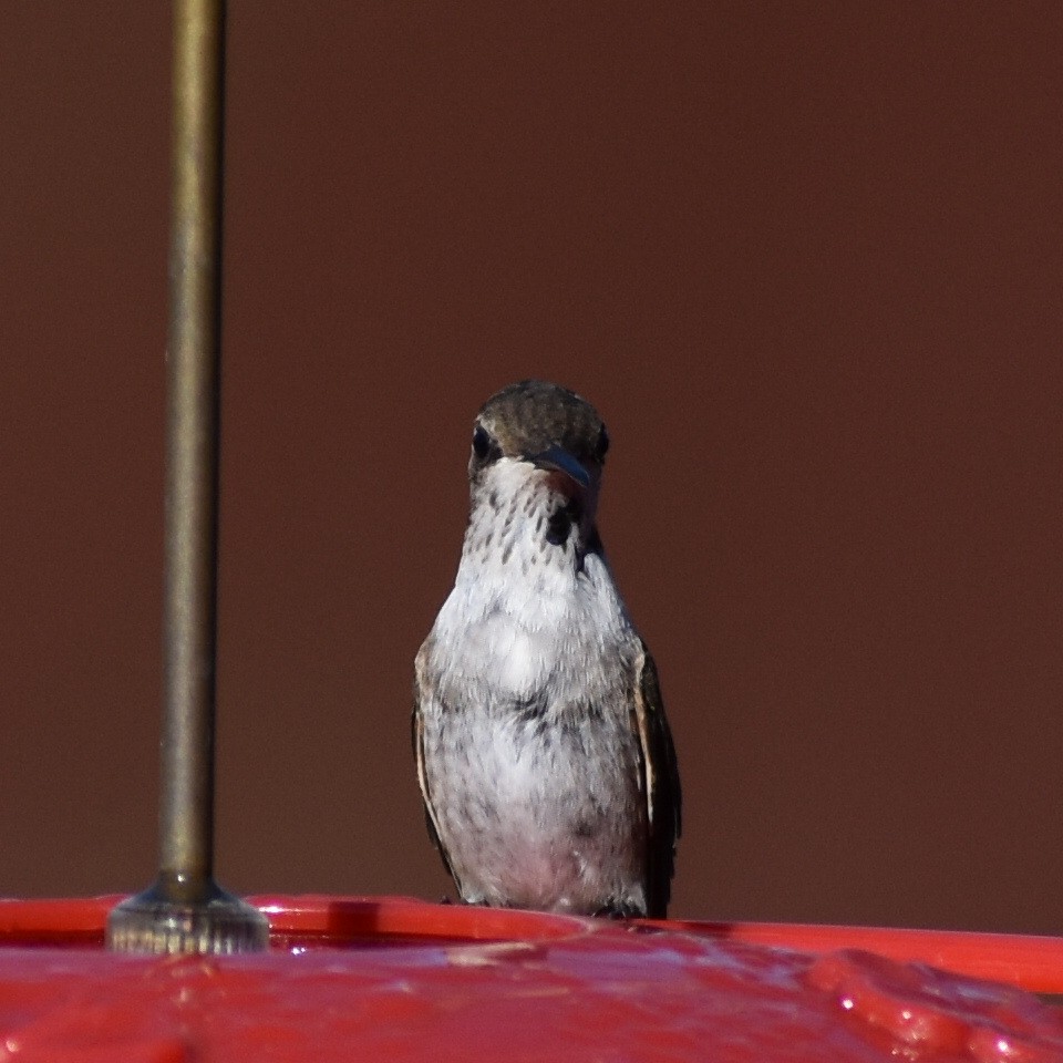 Black-chinned Hummingbird - ML190042951