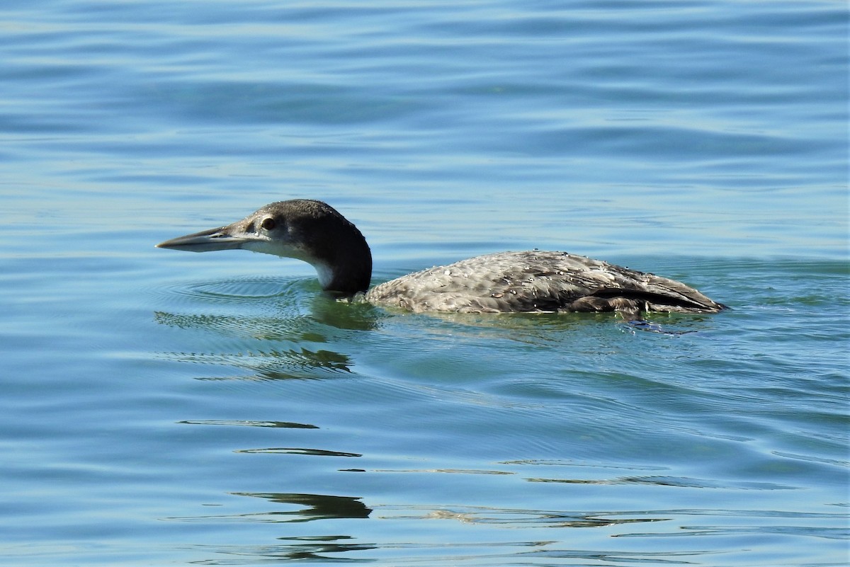 Plongeon huard - ML190043511