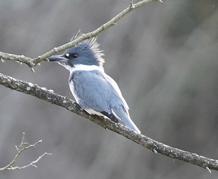 Belted Kingfisher - Mark McConaughy