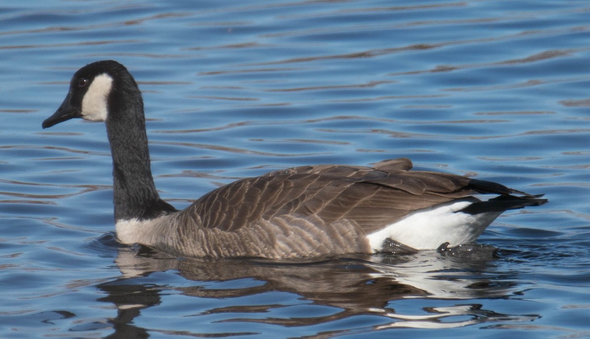 Cackling Goose - ML190045121