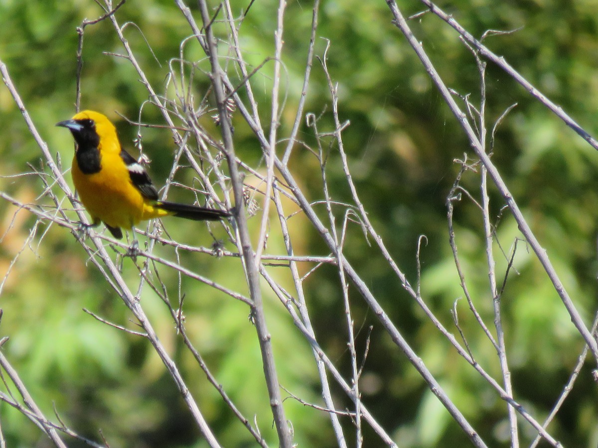 Hooded Oriole - ML190046361