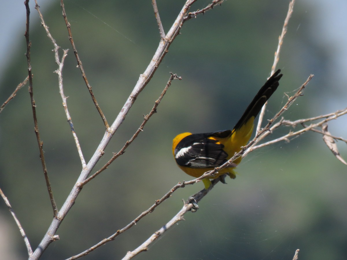 Hooded Oriole - ML190046381