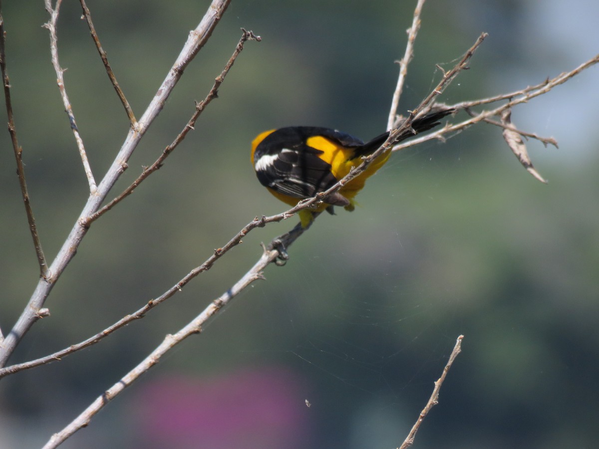 Hooded Oriole - ML190046391