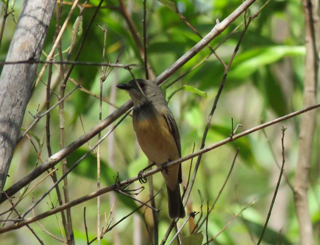 Rufous Whistler - ML190048711