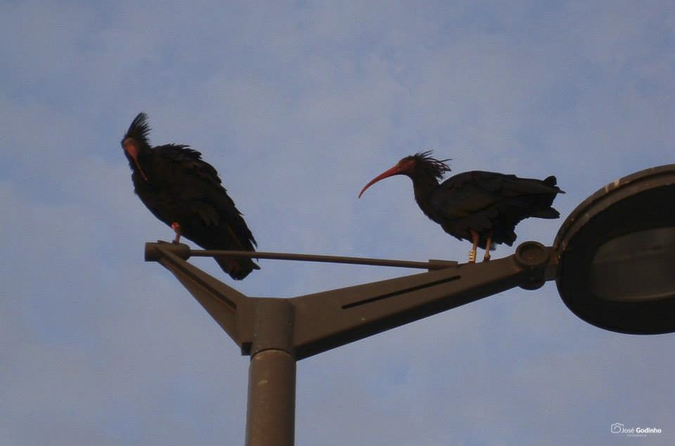 Northern Bald Ibis - ML190050431