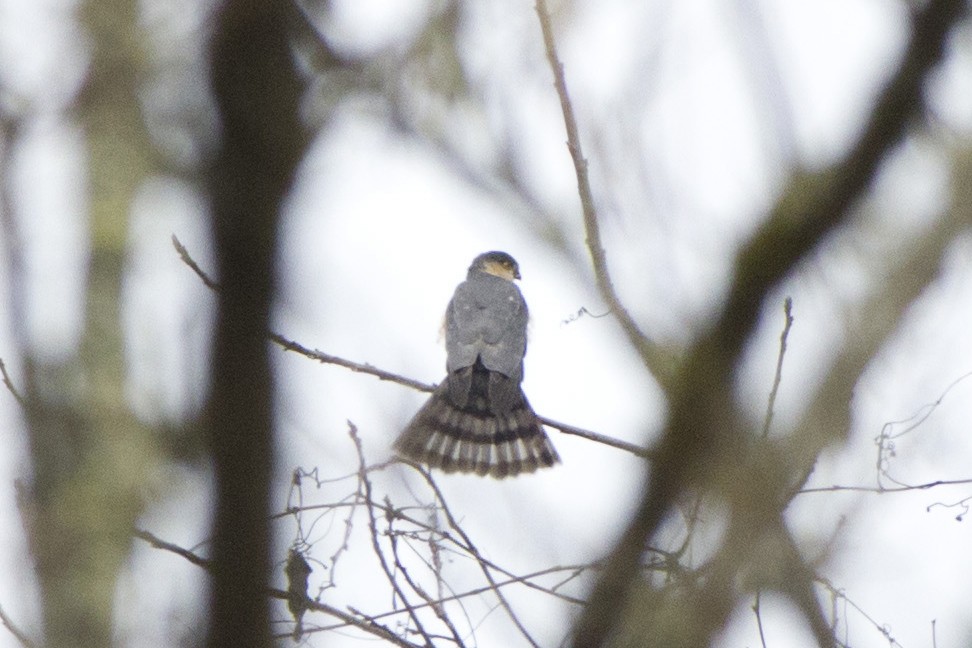 Sharp-shinned Hawk - ML190051201