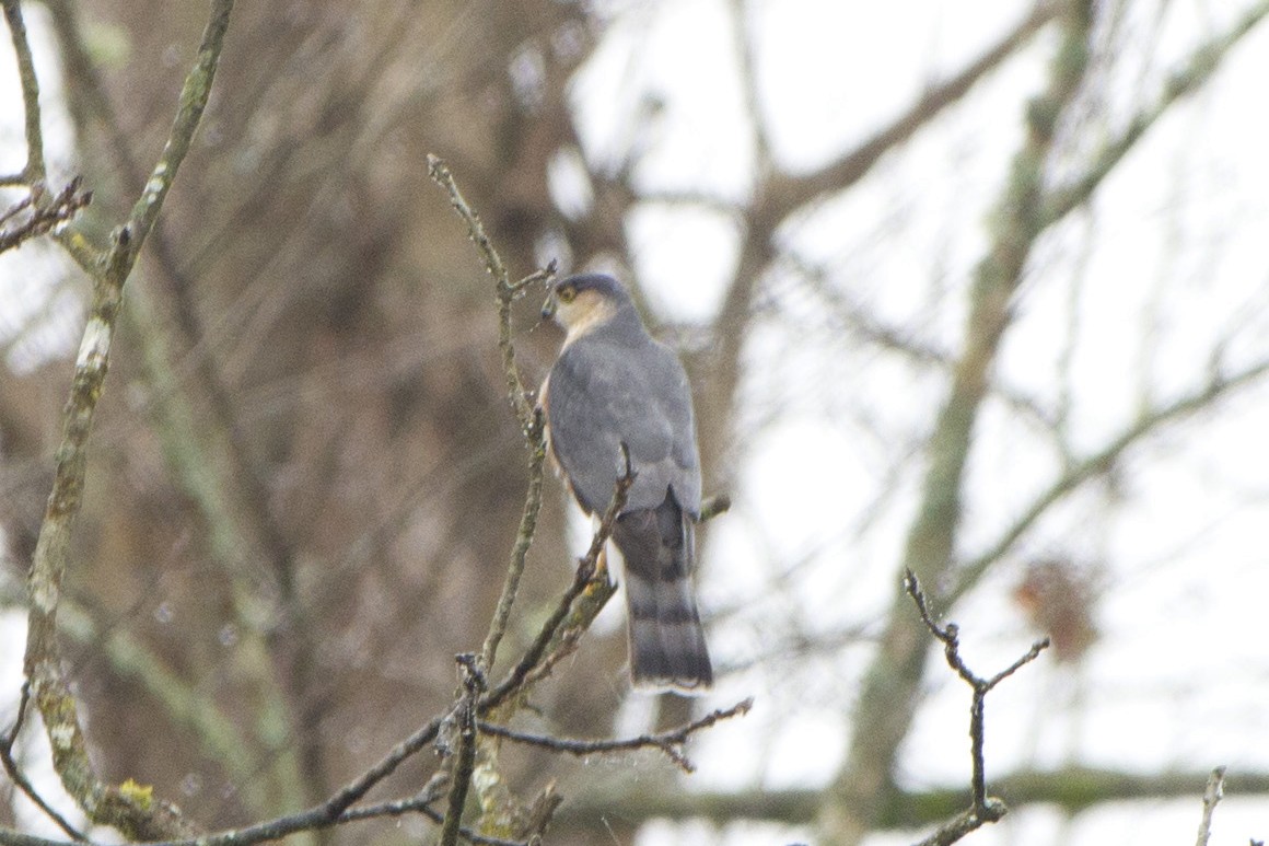 Sharp-shinned Hawk - ML190051221