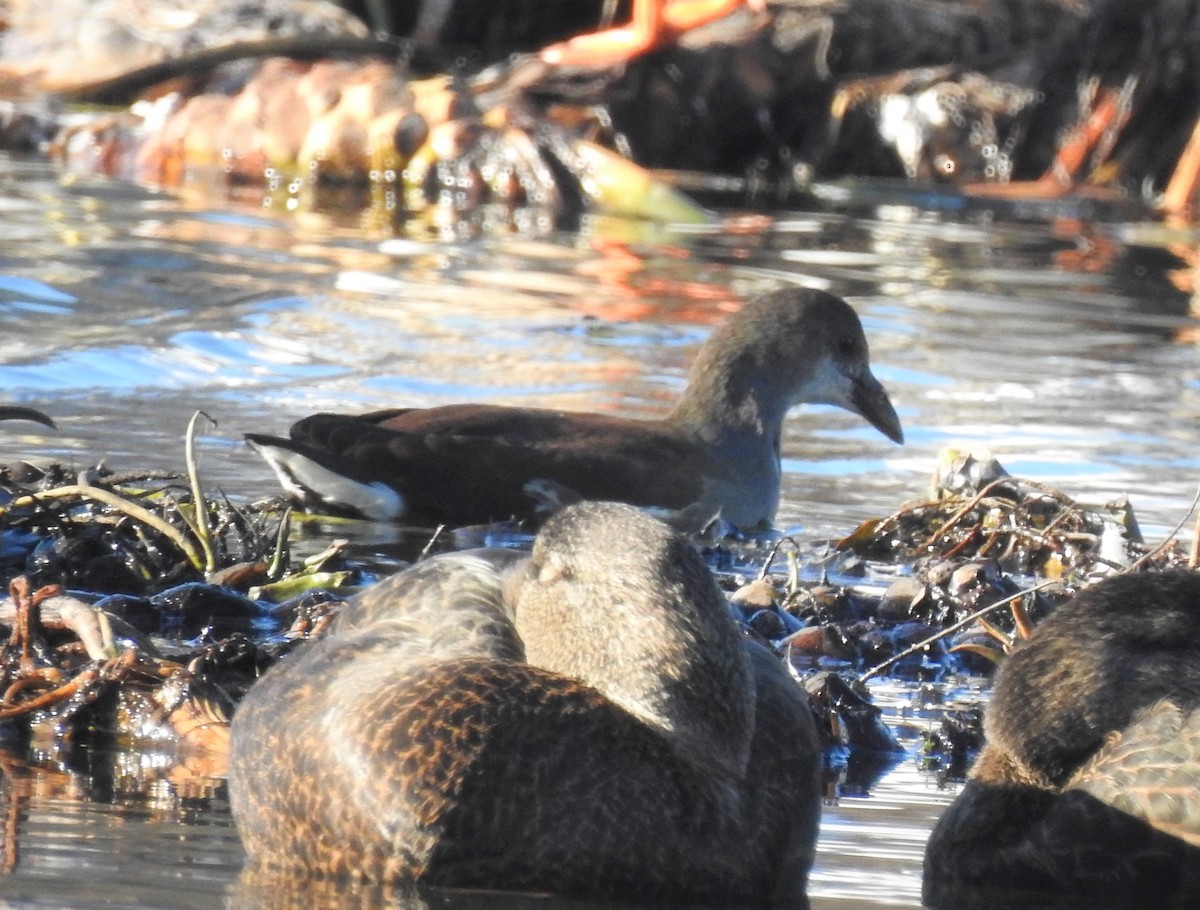 Common Gallinule - ML190051781