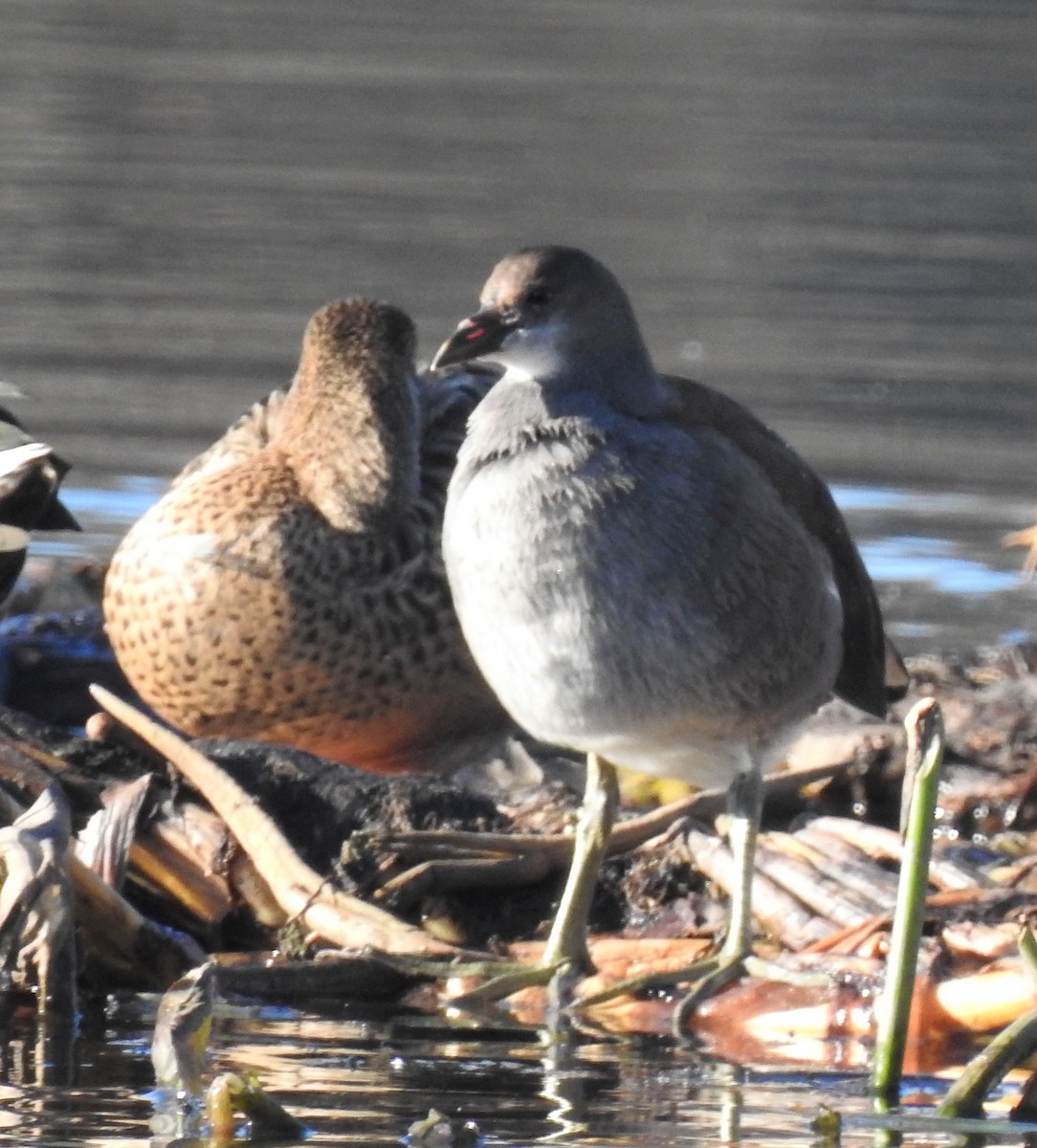 Common Gallinule - ML190051861