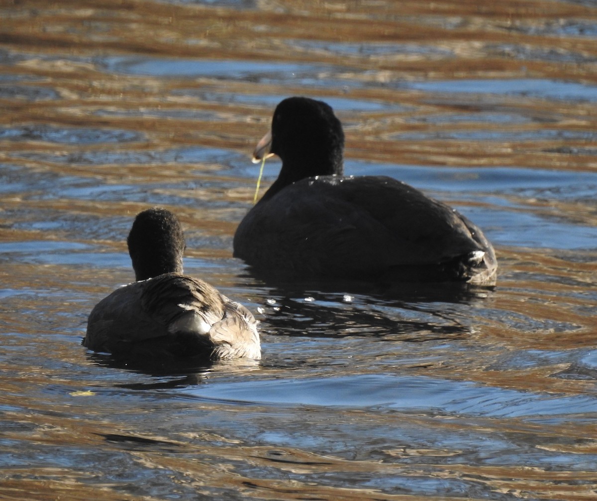 American Coot - ML190051971